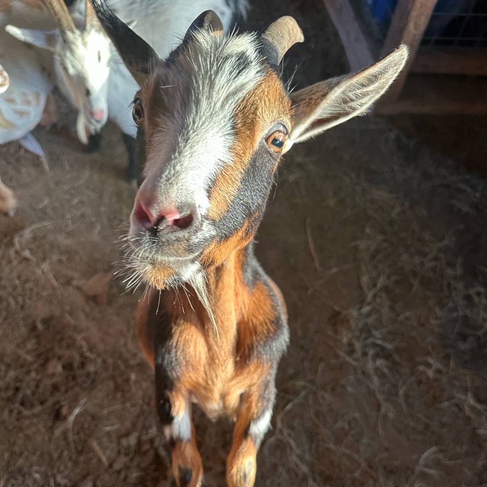 Meet your Posher, Sabrian